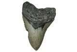 Serrated, Fossil Megalodon Tooth - North Carolina #355841-1
